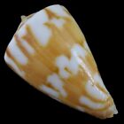 CONUS CAPITANELLUS (Aliguay Isl., Philippines) 22.3mm #47248