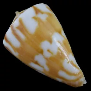 CONUS CAPITANELLUS (Aliguay Isl., Philippinen) 22,3mm #47248 - Bild 1 von 4