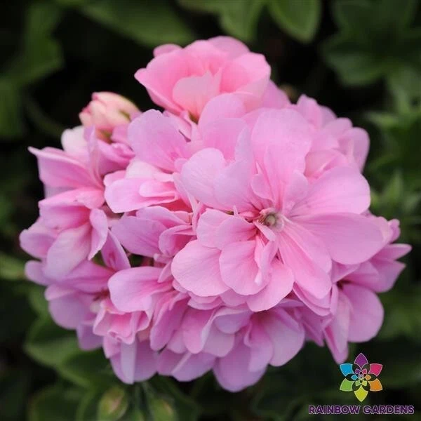 25+ Точность розовый плющ лист Герань семена для сада - США - Бесплатная доставка! - Изображение 1 из 1