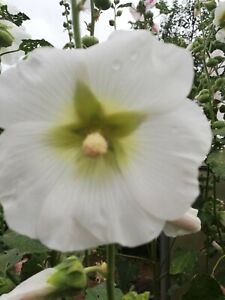100 Samen ...Stockrose...Bauerngarten... Einem rein weiß..weiß zart rose
