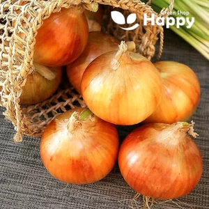 VEGETABLE - ONION AUGUSTA - 200 SEEDS - WINTER ONION HARDY VARIETY - Picture 1 of 2