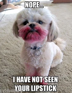 Funny Dog Shih Tzu Refrigerator / Filing Cabinet Magnet - Picture 1 of 1