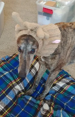 Sudadera con capucha de Navidad de reno artesanal de galgo con astas  Foto 1 de 2