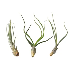 3 Large Tillandsia Air Plant Variety Pack - Picture 1 of 2
