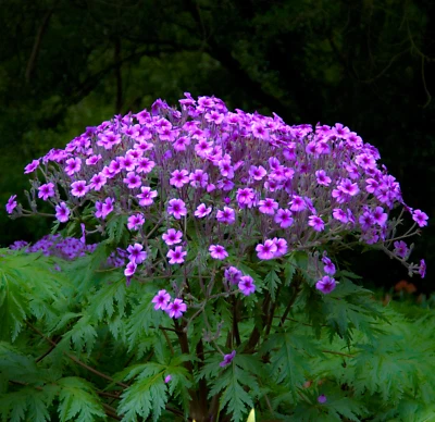 Geranium maderense (Madeira Cranesbill) 5 to 25 Seeds | RARE Outdoor Flowers UK  - Image 1 of 3