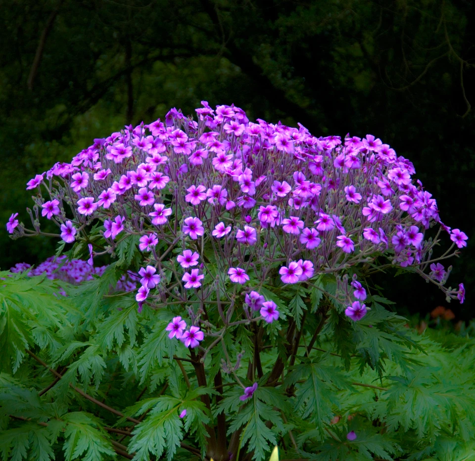 Geranium maderense (Madeira Cranesbill) 5 to 25 Seeds | RARE Outdoor Flowers UK  - Image 1 of 3