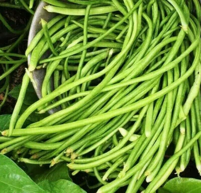 White Yard Long Bean Seeds | USA Asparagus Green Chinese Asian Seed For 2025 - Image 1 of 4