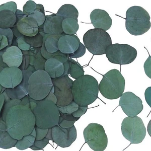 200 Pcs Preserved Real Eucalyptus Leaves Natural Dried Eucalyptus Leaves Bulk... - Picture 1 of 7