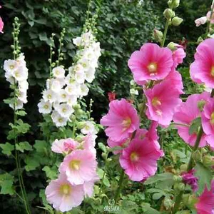 Mallow (stock rose) mix of flowers 30+ PCS / 300 PCS fresh seeds, Alcea rosea - Bild 1 von 7