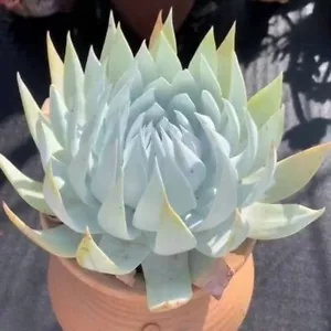 #sold out # Pre order available Dudleya Snow Mountain ,succulent - Bild 1 von 5