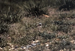 Nature Scene #N22 35mm Vintage Photo Slide PS1. - Picture 1 of 2