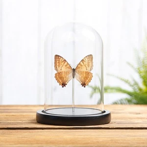 Weiblicher Sulkowskys Morpho gelbe Form Schmetterling in Glaskuppel (Morpho sulkowskyi - Bild 1 von 7