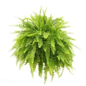Costa Farms Boston Fern Live Plant 10in Hanging Pot Indoor Outdoor Air Purifying - Picture 1 of 12