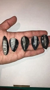 Venta a granel conjunto de 5 cabujones fósiles ortoceras cefalópodos - fosiliza de alta calidad - Imagen 1 de 9
