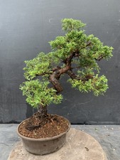Bonsai Juniperus Chinensis Itoigawa