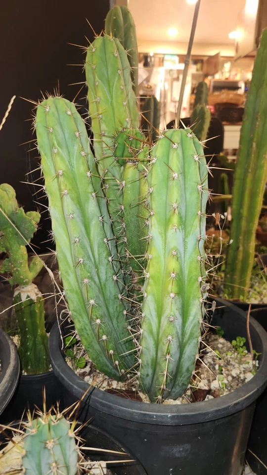 Echinopsis Cactus (TPQC X Ecuador) Corte de cactus vivos 8 pulgadas Corte de punta ornamental Foto 1 de 4