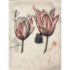Two Tulips Bugs Insects Flowers Painting Wall Art Canvas Print 18X24 In