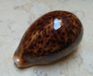 F Cypraea pantherina SCHÖNE ROTE FARBE red sea super natur glänzend 91,5mm F+++ - Bild 1 von 12