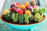100 pcs mix cactus seeds Rare succulents plant for home garden decoration