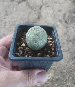 PSEUDOLITHOS MIGIURTINUS, maceta/pot 7cm. Rare Cactus, Succulents. - Imagen 1 de 3