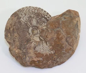 Goniatit, Beloceras tenuistriatum, Devon, Frasne, Merzane, Marokko -m281 - Picture 1 of 5