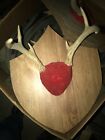 VINTAGE 6 Points WHITETAIL DEER ANTLERS  Mounted on Board