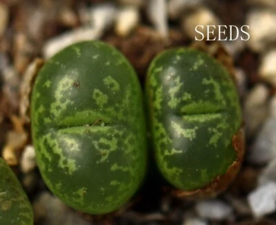 SEEDS - SEEDS - Conophytum  kennedyi    20seeds - Image 1 of 2