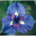 IRIS indigo delight IRIS SUMMER PERENNIAL PLANT aquatic pond plant