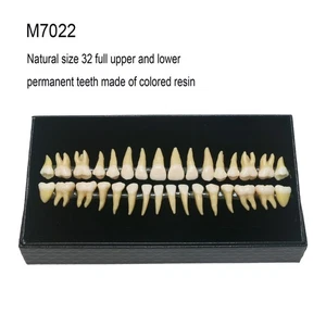 Dental 1:1 Permanent 32 Teile Zähne Demonstration Lehrstudie Modell Zähne M7022 - Bild 1 von 6