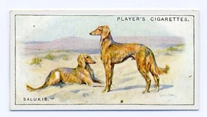 SALUKI PLAYERS 1925 ISSUE SCENIC SERIES OLD DOG CIGARETTE CARD #27 - Foto 1 di 2