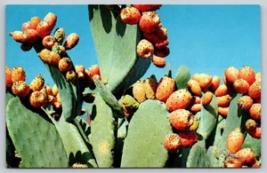 Postal Prickley Pera Cactus Flores Región Desierta c1960 Figura India AZ De Colección - Imagen 1 de 2