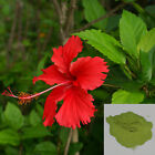 Organic Chinese Hibiscus (Hibiscus Rosa-Sinensis) Dried Leaf Powder (1 oz-16 oz)