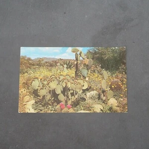 Postal de colección Desert Garden Jerry Mclain cactus sin usar - Imagen 1 de 3
