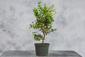 Jovial JABOTICABA Pre-Bonsai! Develops Peeling Bark & Fruits on Stem of Plant