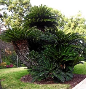 20 King Sago Palm Seeds (Cycas Revoluta) "CUSTOM ORDER" - Picture 1 of 24