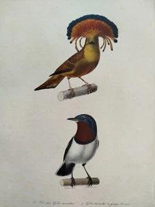 Beautiful Lot of 21 Bird Prints - Original Prints from Edouard Travies - 1850 - Picture 1 of 14