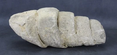 fossile Schnecke Turmschnecke 30 cm lang - Bild 1 von 4