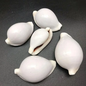 5PC Common Egg Cowrie Sea Shells, Shiny White Cowrie Shells, 2 Inch ~ 3 Inch - Picture 1 of 4