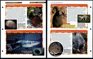 Sea Urchin - Shrew #98 A-Z Animals, Animals, Animals Fact File Page - Picture 1 of 1