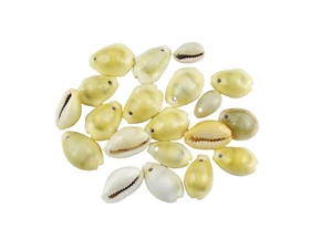 30 Muschelperlen Kaurimuschel Cowri 15 - 25 mm naturell - Bild 1 von 1