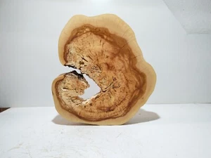 Baumscheibe, Holzscheibe, Holzdeko, Bastelholz, gestockter Apfelbaum,D:36-42,3cm - Bild 1 von 12
