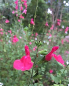 Salvia ‘Hot lips’ microphylla, 15+seeds organically grown in WA - Picture 1 of 3