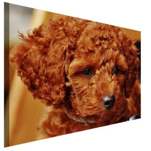Oranger Pudel Locken Leinwandbild AK Art Bilder Wanddeko Wandbild Kunstdruck XXL - Bild 1 von 5