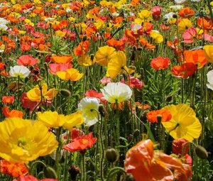 ICELAND POPPY Papaver Nudicaule - 22,000 Bulk Seeds - Picture 1 of 1
