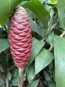 1 Red Shampoo Ginger Root Hawaii Grown Rhizome, Zingiber Zerumbet Awapuhi Cone - Picture 1 of 3