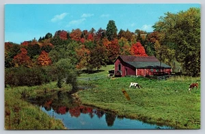 Postcard New England Farm Early Autumn Fall c1960s Cows Cattle River Creek - Picture 1 of 2