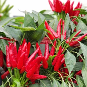 1 Beutel Rote Chili-Pfeffer-Samen Chaotian-Pfeffer Birdseye-Pfeffer D - Picture 1 of 16