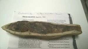 Pez fósil Rhacolepis Agassiz, hormigón Cretácico, formación Santana Brasil - Imagen 1 de 7