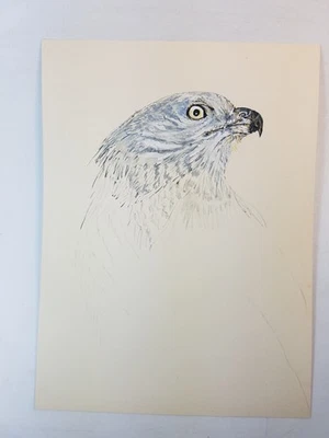 DESSIN ORIGINAL, RAPACE, BUSARD, GOUACHE ET ENCRE, ORNITHOLOGIE - Photo 1/4