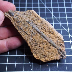 142g Mahoumacrinus sp. Scyphocrinites elegants Crinoid Devonian Fossil 1870 - Picture 1 of 10